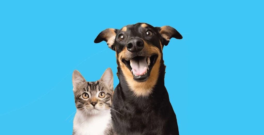 Wichita Animal Action League — Wichita, KS — Animal rescue service